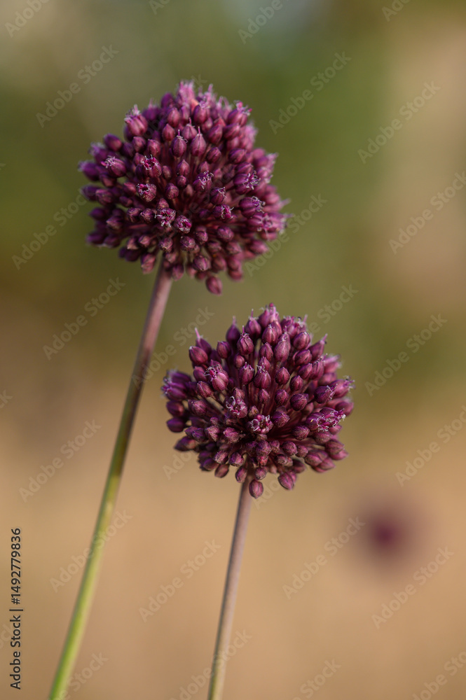 Obraz premium Close-up of blooming Allium hollandicum with spherical violet head. Popular decorative plant in spring gardens.