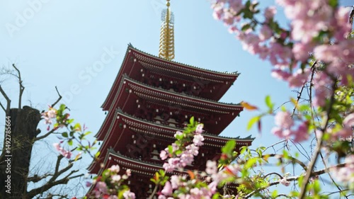 Close up of cherry blossoms with the Senso-ji temple in the background in Asakusa, Tokyo, Japan