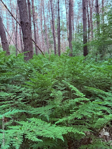 green forest in the morning