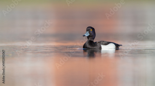 Tufted Duck - male bird at a small lake in spring