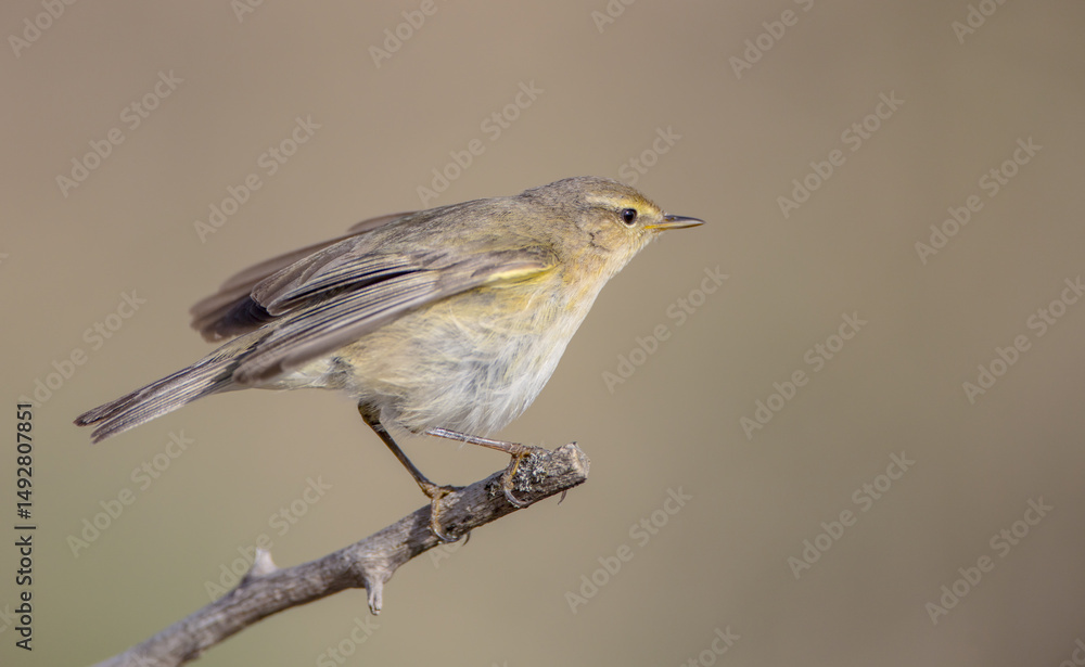 Obraz premium Common chiffchaff - in early spring at a wetland 