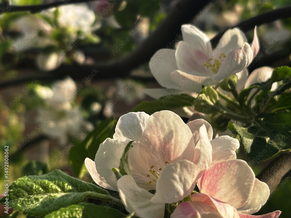 Obraz premium Delicate Apple Blossoms in Bloom Featuring White and Pink Petals with Green Leaves