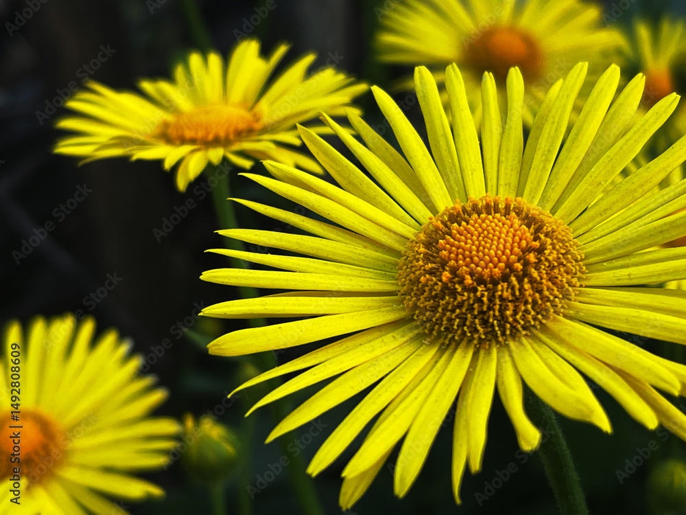 Fototapeta premium Detailed close-up of yellow daisy flowers showing the texture of the petals and the flower center