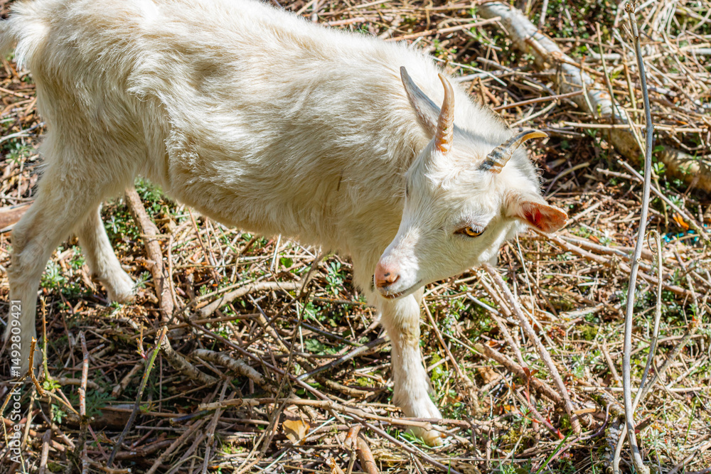 Obraz premium White young goat on dried grass