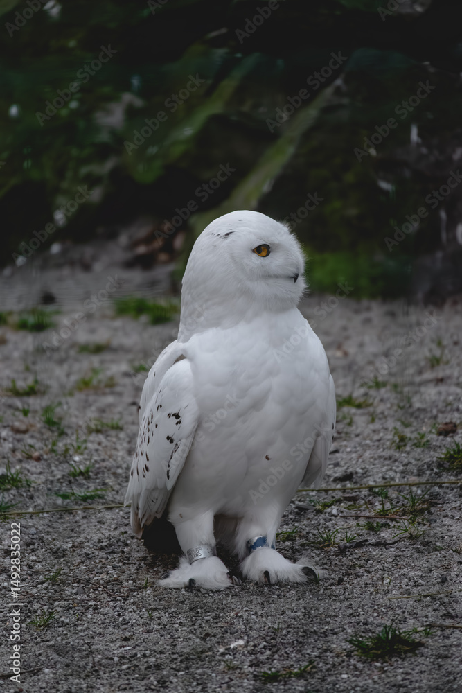 A captivating snowy owl stands firmly on a surface of grey gravel and sparse green grass A captivating snowy owl stands firmly on a surface of grey gravel and sparse green grass