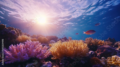 Wallpaper Mural Underwater coral reef sunrise Torontodigital.ca