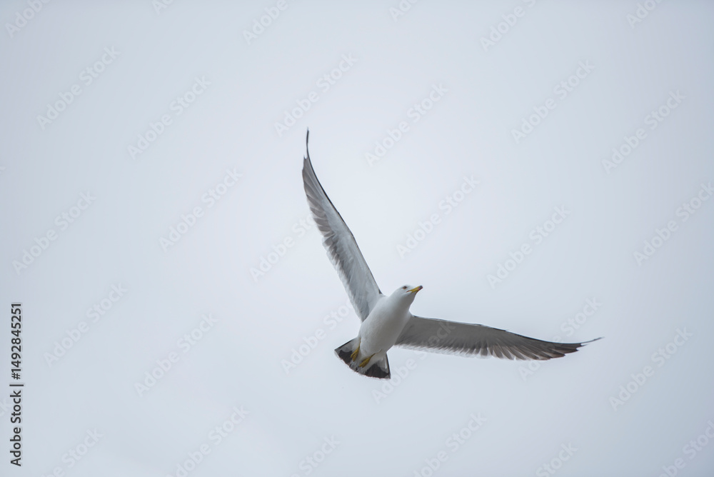 Obraz premium 갈매기의 비행