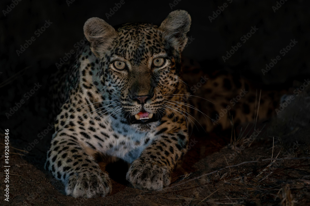 Obraz premium Leopard in the spotlight in the night in Thornybush Game Reserve in the Greater Kruger Region in South Africa