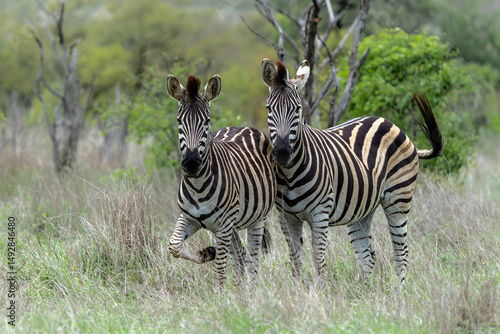 Zebra walking and hanging around in the Kruger National Park in South Africa