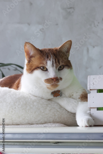 A ginger cat is sitting in a bed. With a thoughtful look.
