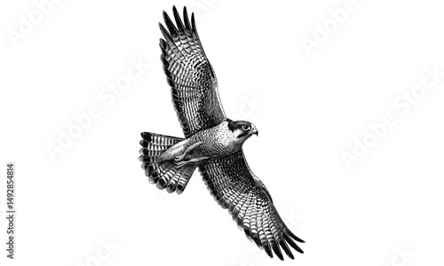 Vintage Falcon Engraving, Monochrome Wildlife Etching, Detailed Bird of Prey Illustration, Antique Fauna Print, Retro Nature Drawing, Rustic Animal Line Art