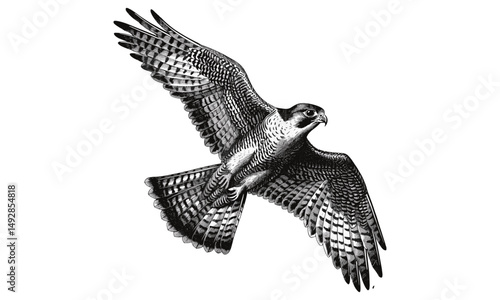 Antique Bird of Prey Engraving, Retro Falcon Illustration, Monochrome Wildlife Etching, Detailed Nature Drawing, Vintage Fauna Print, Black Sketch, Rustic Animal Art