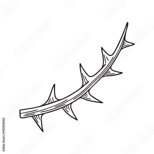 A thorn attached to a vine crawling up a wall
