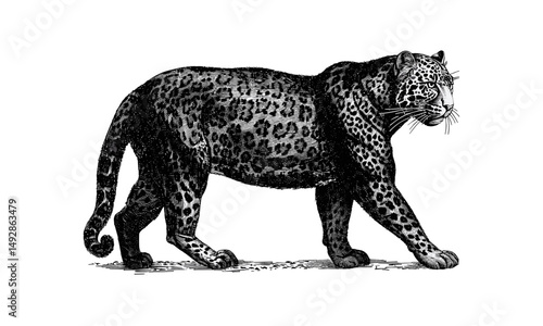Antique Engraving of Leopard Stealthily Walking, Vintage Wild Cat Line Art, Safari Wildlife Sketch, Monochrome Animal Etching, Nature Drawing for Animal Lovers, Black sketch