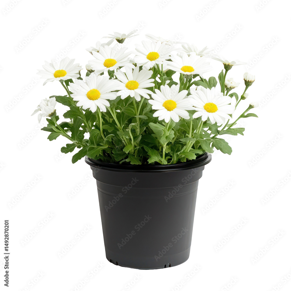 Beautiful Blooming White Daisies in a Red Plastic Pot on Transparent Background
Beautiful Blooming White Daisies in a Red Plastic Pot on Transparent Background