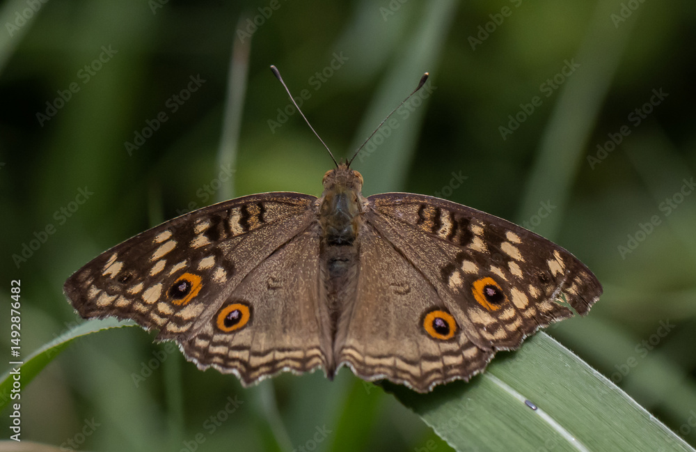 Fototapeta premium The Lemon Pansy (Junonia lemonias) Male and female butterflies have brown wings, orange eye spots, and faded yellow spots..spread on front wings The back wings have clearly visible eye spots.