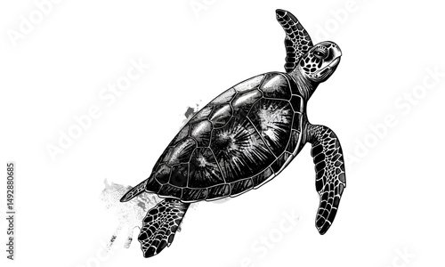 Antique Engraving of Sea Turtle in Ocean, Monochrome Marine Life Line Art, Retro Fauna Drawing, Vintage Wildlife Etching, Nautical Animal Print, Ocean Sketch, Black & White Nature Art