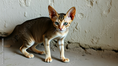 old skinny cat, emaciated moggy in front of dingy wall, gaunt kitten