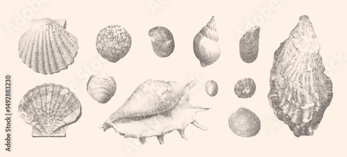 Seashells vector illustration collection. Trendy stippling photocopy effect