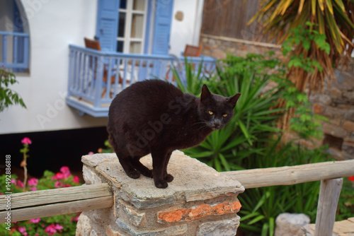 Black cat sitting on a stone wall in a Greek island village, with blue shutters, tropical plants, and summer atmosphere in the background
