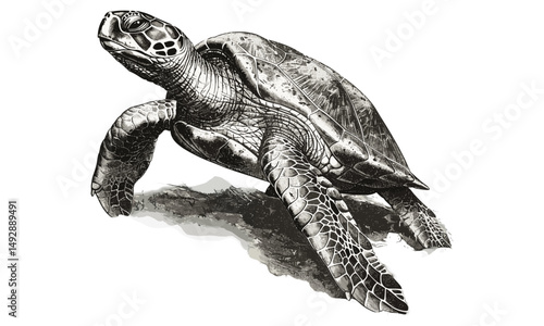 Antique Wildlife Etching, Vintage Turtle on Shore, Nautical Fauna Illustration, Monochrome Reptile Line Art, Rustic Ocean Fauna Drawing, Detailed Vintage Print