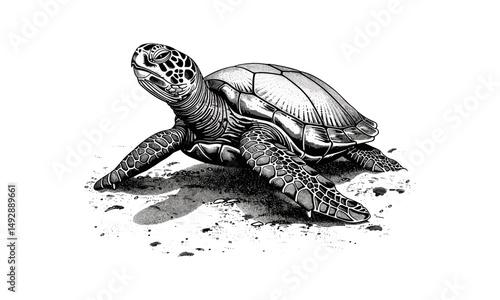Vintage Ocean Fauna Etching, Monochrome Turtle Engraving, Nautical Wildlife Illustration, Detailed Line Art, Antique Reptile Drawing, Rustic Shore Design, Black Sketch