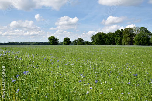 Field of blue flax in bloom in Normandy, France