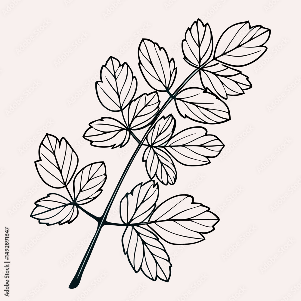 Line art drawing of a sprig with leaves Line art drawing of a sprig with leaves