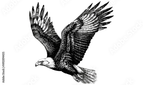 Bald Eagle in Flight, Vintage Hand-drawn Bird Art, Rustic Wildlife Drawing, Monochrome Sketch, Old Engraving Style, Ornithological Illustration, Trendy Nature Decor
