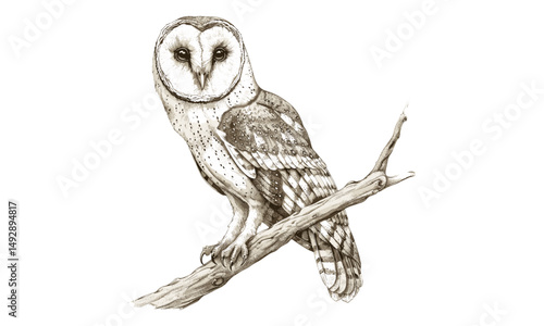 Barn Owl Perched on Branch, Rustic Animal Line Drawing, Monochrome Owl Art, Vintage Bird Illustration, Hand-drawn Etching, Ornithology Wall Decor, Black Sketch