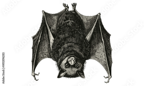 Vintage Bat Hanging Upside Down Illustration, Scientific Wildlife Art, Black Etching Style, Rustic Nature Decor, Monochrome Animal Drawing, Trendy Vintage Sketch, Antique Decor