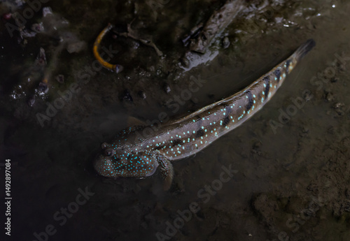 Mudskipper fish It is an amphibian that lives in mangrove forests.