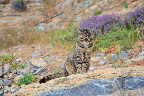 Striped tabby cat sitting on a rocky slope with wildflowers in the Greek countryside, peaceful natural outdoor scene with summer colors

