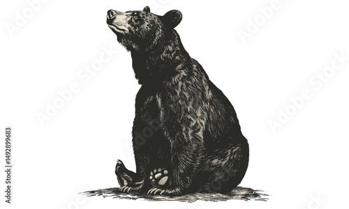 Black Bear Sitting Upright, Vintage Wildlife Illustration, Rustic Animal Wall Print, Hand-etched Forest Animal Drawing, Natural History Sketch, old engraving style, woodland decor