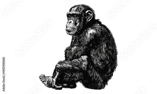 Vintage Bonobo Etching, Detailed Antique Illustration, Rustic Wildlife Line Art, Endangered Primate, Monochrome Wall Sketch, Black Ink Drawing, hand drawn animal print