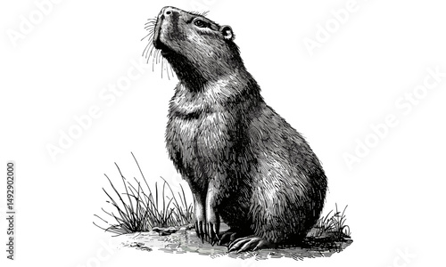 Capybara Upright Drawing, Vintage Wildlife Study, Etching Style Illustration, Monochrome Rodent Art, Classic Animal Wall Print, retro decor animal artwork