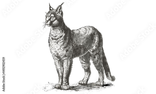 Hand-drawn Caracal Illustration, Antique Animal Print, Old Engraving Style, Vintage Wild Cat Art, Black Sketch Effect, Rustic Wildlife Wall Decor, jungle cat artwork, wild feline poster