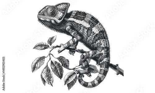 Chameleon Climbing Forward, Hand-drawn Illustration, Old Engraving Style, Black Sketch Effect, Wildlife Engraving, Rustic Animal Print, Vintage Nature Decor, Reptile Artwork