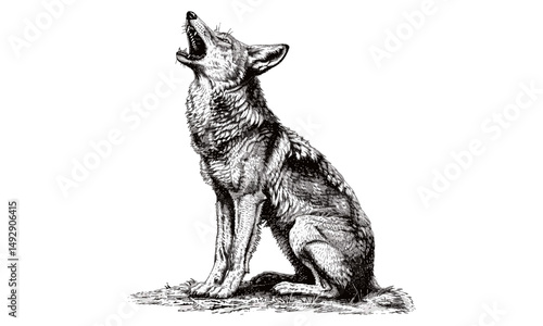 Vintage Coyote Howling, Rustic Nature Print, Monochrome Wildlife Sketch, Hand-drawn Wild Animal Line Art, Black Sketch, Old Engraving Style, Scientific Animal Drawing for Wall Decor