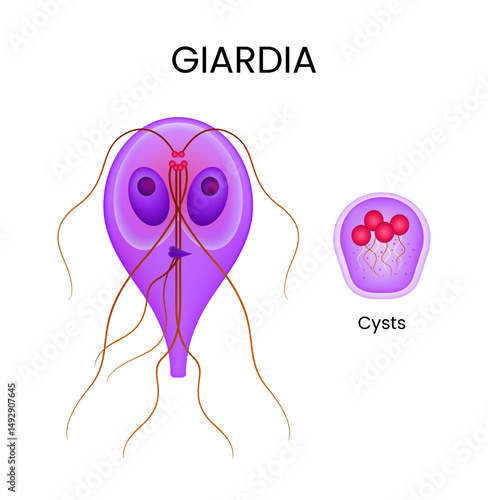 Giardia Lamblia Microscopic World of Common Parasite