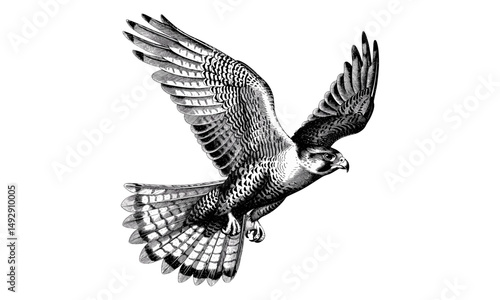 Rustic Wildlife Illustration, Monochrome Ornithological Etching, Hand-drawn Bird Line Art, Vintage Animal Drawing, Black Sketch, Detailed Engraving of Falcon Flying High, Trendy Falcon Art