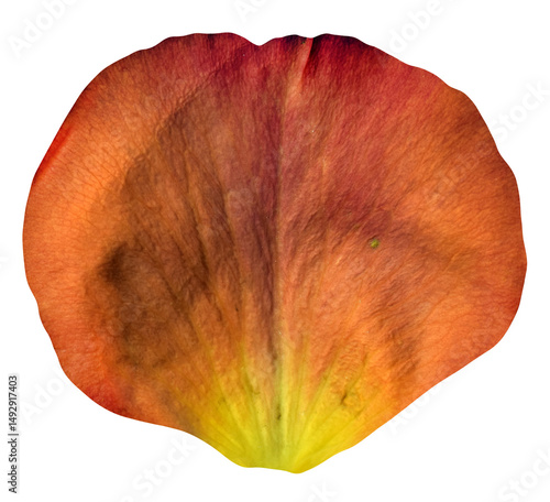 Orange Rose Petal isolated on transparent background