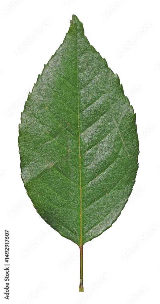Rose Leaf isolated on transparent background Rose Leaf isolated on transparent background
