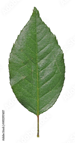 Rose Leaf isolated on transparent background