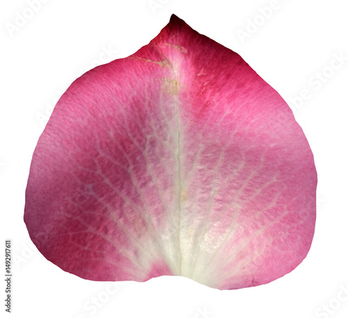 Purple Rose Petal isolated on transparent background