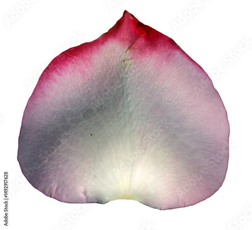 Purple Rose Petal isolated on transparent background