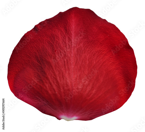Red Rose Petal isolated on transparent background