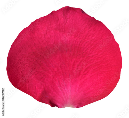 Red Rose Petal isolated on transparent background