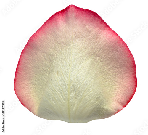 White and reddish Rose Petal isolated on transparent background