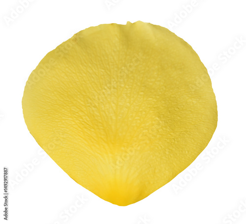Yellow Rose Petal isolated on transparent background
